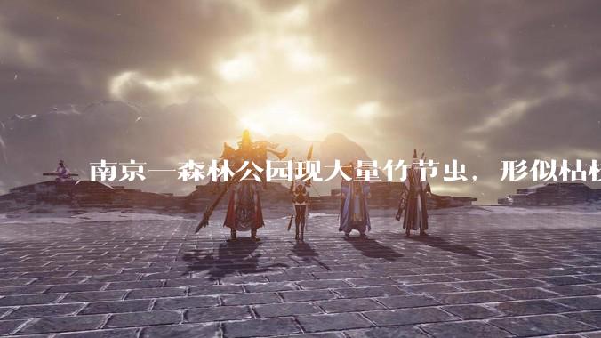 南京一森林公园现大量竹节虫，形似枯枝，网友称凑近才发现是虫子落荒而逃，竹节虫会不会咬人？碰到它会怎样？