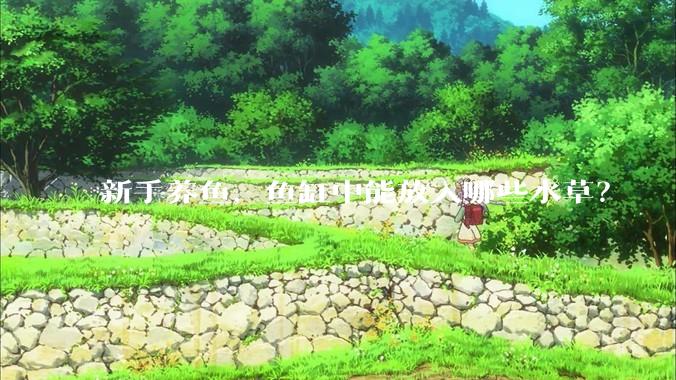 新手养鱼，鱼缸中能放入哪些水草？